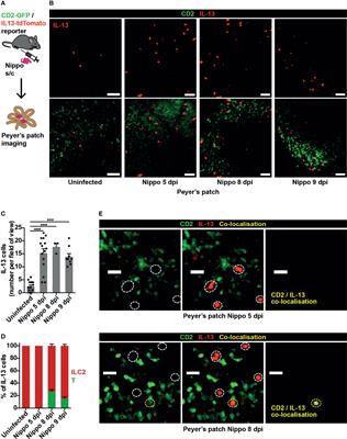 Group 2 Innate Lymphoid Cells Exhibit Tissue-Specific Dynamic Behaviour During Type 2 Immune Responses